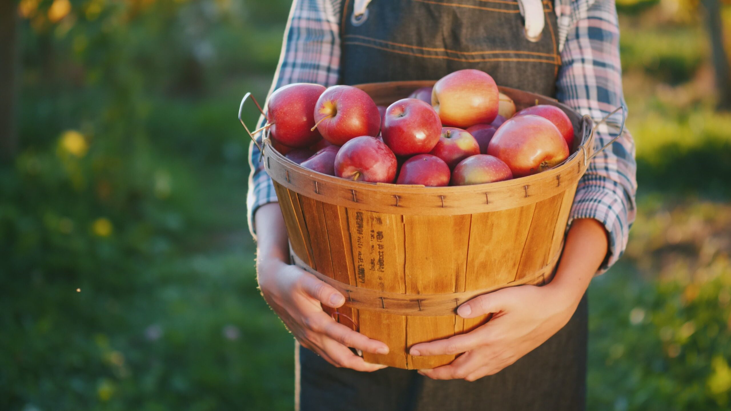 Apple Orchard on Tessman Farm
