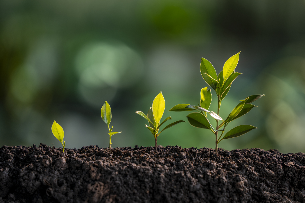 Stages of Plant Growth Development